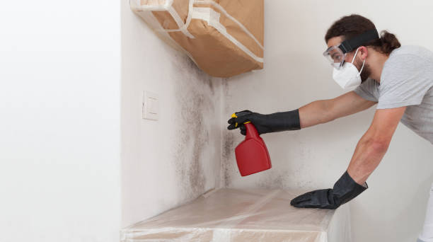 Basement Mold Remediation treatment on basement walls in Lindenhurst